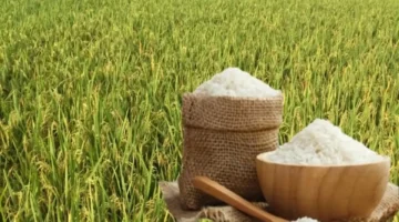 ارتفاع طفيف في أسعار الأرز المكسور العطري بأسواق السلع العالمية خلال الأيام الماضية